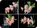 Aerides cootesii x Vanda flabellata